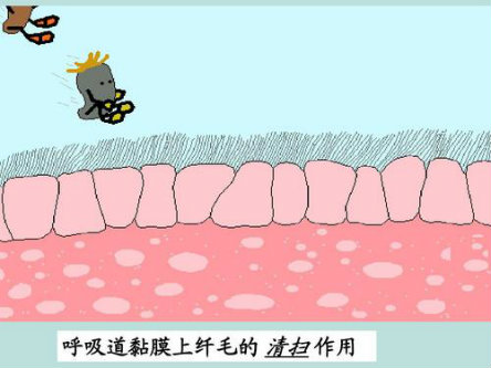 气管黏膜上皮细胞的纤毛不断地向外扇动,将气管的分泌液扇到咽腔,随
